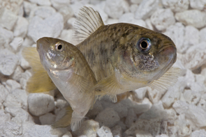Desert pupfish, native to Arizona, are raised at the Phoenix Zoo's Arizona Center for Nature Conservation for release to the wild. (Photo: Craig Cohen/ACNC-Phoenix Zoo) Desert pupfish, native to Arizona, are raised at the Phoenix Zoo's Arizona Center for Nature Conservation for release to the wild. (Photo: Craig Cohen/ACNC-Phoenix Zoo)